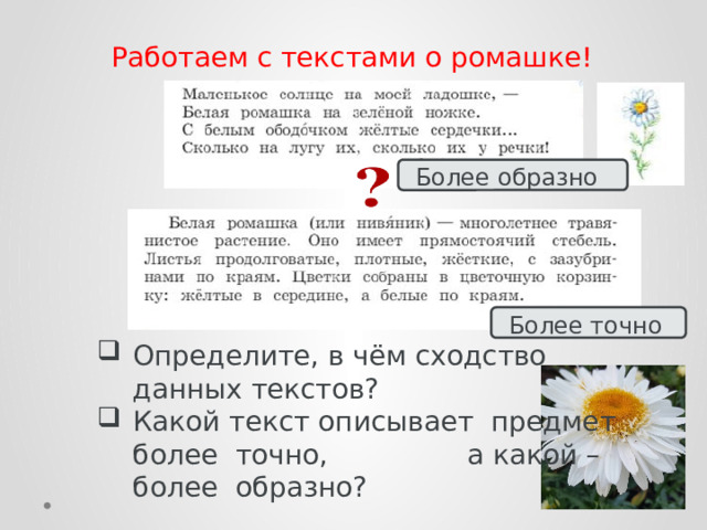 Работаем с текстами о ромашке!  Более образно  Более точно Определите, в чём сходство данных текстов? Какой текст описывает предмет более точно, а какой – более образно? 