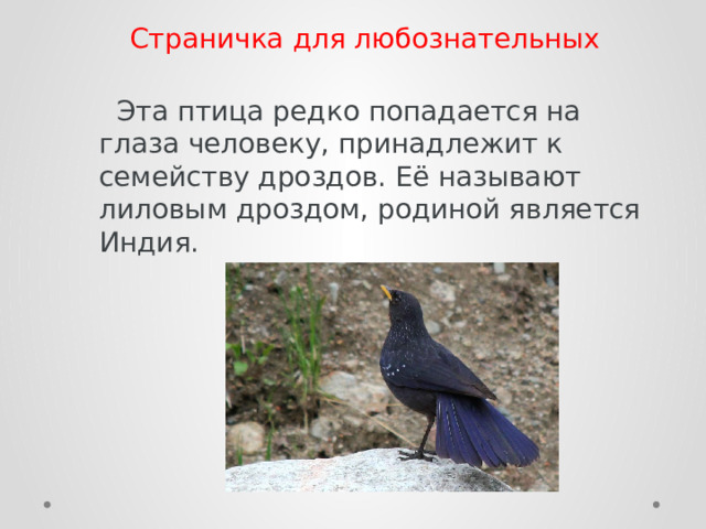 Страничка для любознательных    Эта птица редко попадается на глаза человеку, принадлежит к семейству дроздов. Её называют лиловым дроздом, родиной является Индия. 