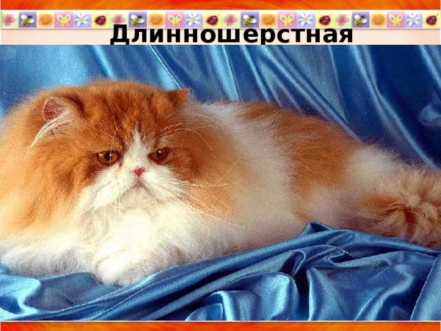  Длинношерстная 