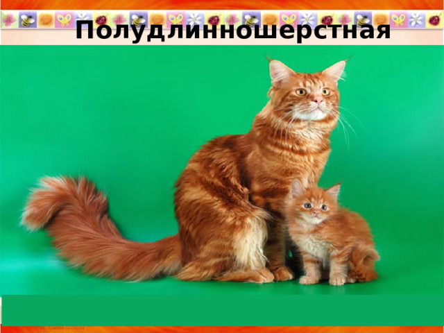  Полудлинношерстная 