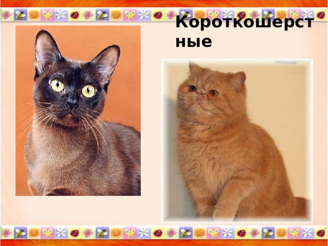 Короткошерстные 