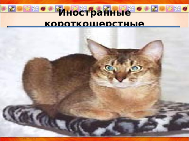 Иностранные короткошерстные 