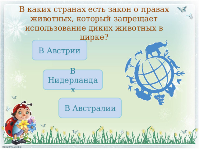 В каких странах есть закон о правах животных, который запрещает использование диких животных в цирке? В Австрии В Нидерландах В Австралии 