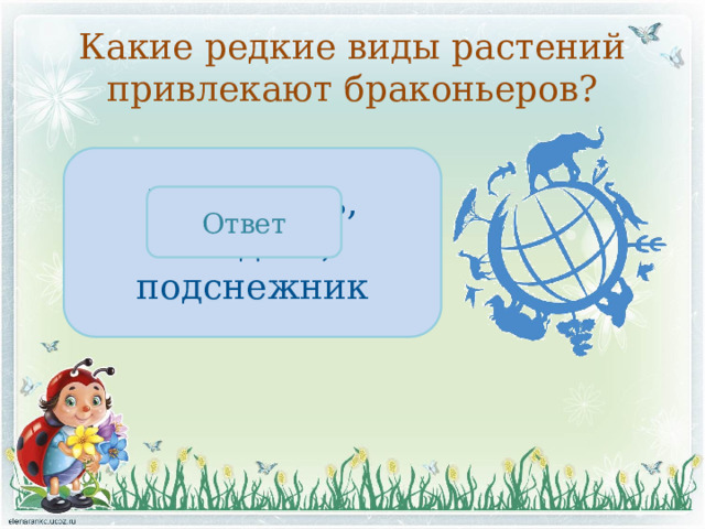Какие редкие виды растений привлекают браконьеров? Женьшень, ландыш, подснежник Ответ 