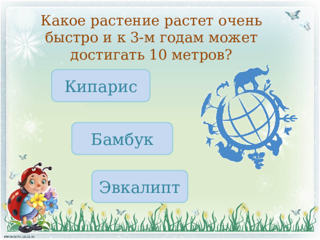 Какое растение растет очень быстро и к 3-м годам может достигать 10 метров? Кипарис Бамбук Эвкалипт 