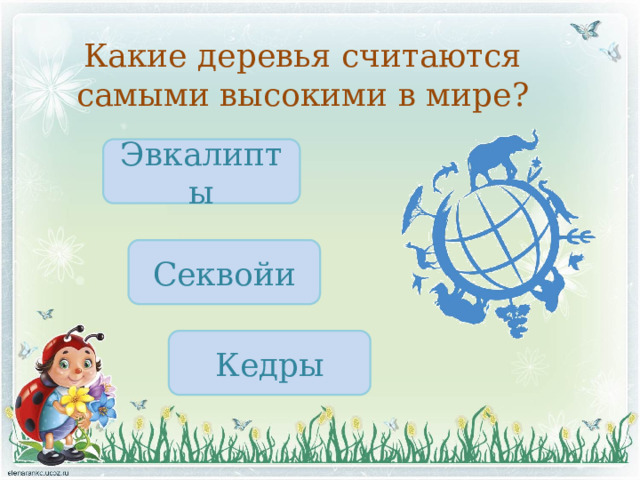 Какие деревья считаются самыми высокими в мире? Эвкалипты Секвойи Кедры 
