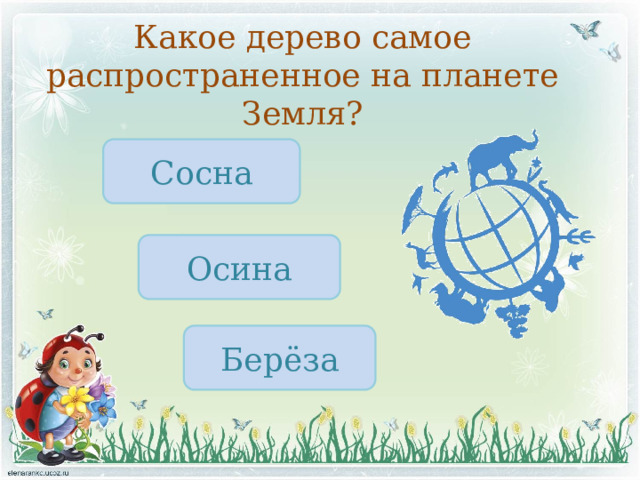 Какое дерево самое распространенное на планете Земля? Сосна Осина Берёза 