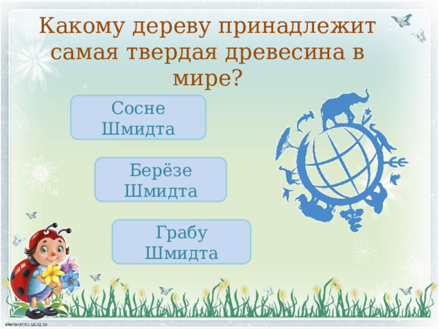Какому дереву принадлежит самая твердая древесина в мире? Сосне Шмидта Берёзе Шмидта Грабу Шмидта 