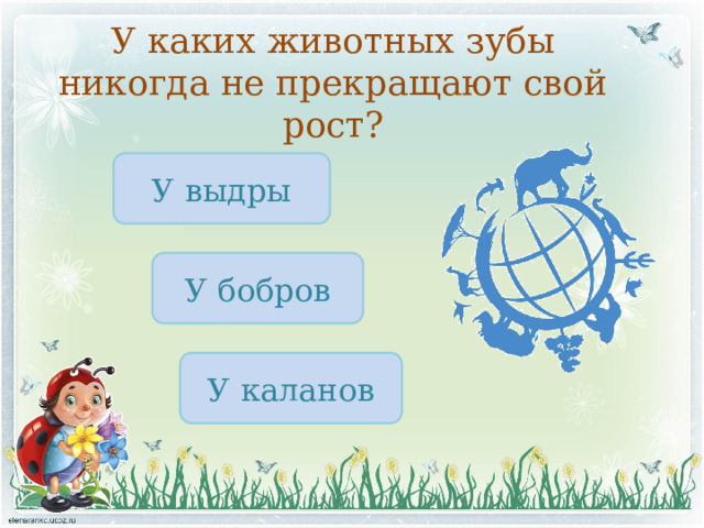 У каких животных зубы никогда не прекращают свой рост? У выдры У бобров У каланов 