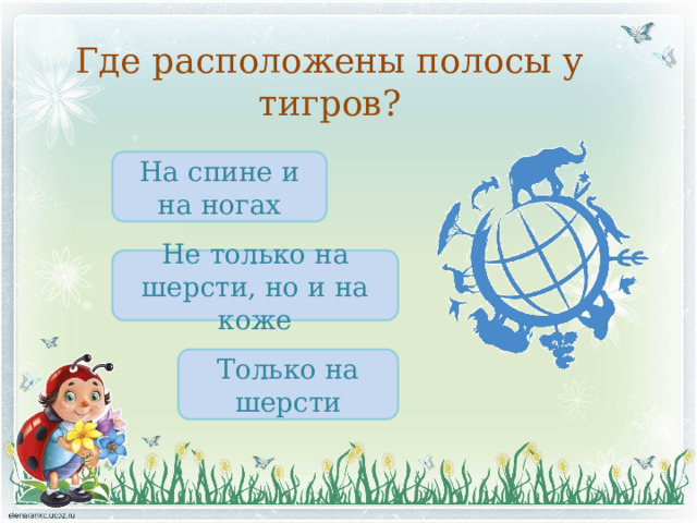 Где расположены полосы у тигров? На спине и на ногах Не только на шерсти, но и на коже Только на шерсти 