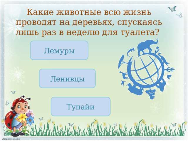 Какие животные всю жизнь проводят на деревьях, спускаясь лишь раз в неделю для туалета? Лемуры Ленивцы Тупайи 