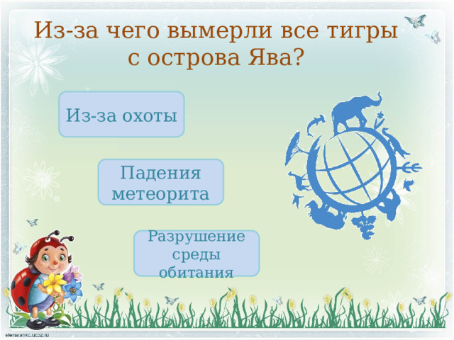 Из-за чего вымерли все тигры с острова Ява? Из-за охоты Падения метеорита Разрушение среды обитания 