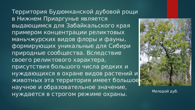 Территория Будюмканской дубовой рощи в Нижнем Приаргунье является выдающимся для Забайкальского края примером концентрации реликтовых маньчжурских видов флоры и фауны, формирующих уникальные для Сибири природные сообщества. Вследствие своего реликтового характера, присутствия большого числа редких и нуждающихся в охране видов растений и животных эта территория имеет большое научное и образовательное значение, нуждается в строгом режиме охраны. Молодой дуб. 