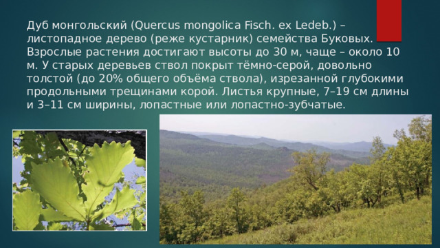 Дуб монгольский (Quercus mongolica Fisch. ex Ledeb.) – листопадное дерево (реже кустарник) семейства Буковых. Взрослые растения достигают высоты до 30 м, чаще – около 10 м. У старых деревьев ствол покрыт тёмно-серой, довольно толстой (до 20% общего объёма ствола), изрезанной глубокими продольными трещинами корой. Листья крупные, 7–19 см длины и 3–11 см ширины, лопастные или лопастно-зубчатые. 