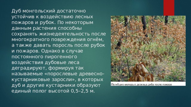 Дуб монгольский достаточно устойчив к воздействию лесных пожаров и рубок. По некоторым данным растения способны сохранять жизнедеятельность после многократного повреждения огнём, а также давать поросль после рубок и пожаров. Однако в случае постоянного пирогенного воздействия дубовые леса деградируют, формируя так называемые «порослевые древесно-кустарниковые заросли», в которых дуб и другие кустарники образуют единый полог высотой 0,5–2,5 м. 