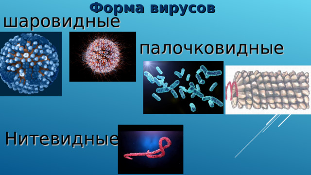 Форма вирусов шаровидные палочковидные Нитевидные 