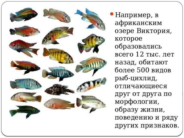 Например, в африканским озере Виктория, которое образовались всего 12 тыс. лет назад, обитают более 500 видов рыб-цихлид, отличающиеся друг от друга по морфологии, образу жизни, поведению и ряду других признаков. 