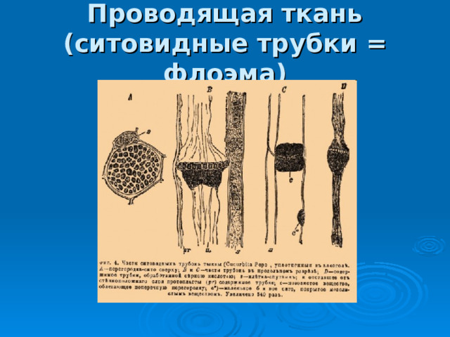 Проводящая ткань (ситовидные трубки = флоэма) 