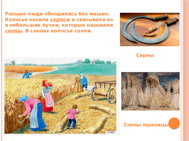 Раньше люди обходились без машин. Колосья косили серпом и связывали их в небольшие пучки, которые называли снопы . В снопах колосья сохли. Серпы Снопы пшеницы 