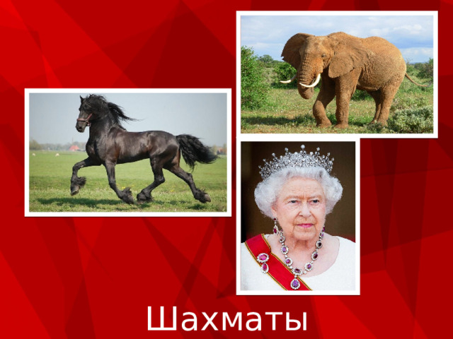 Шахматы 