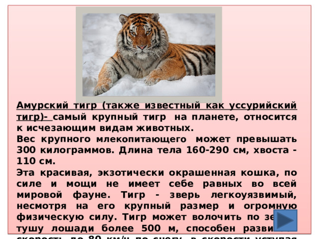  Амурский тигр (также известный как уссурийский тигр)- самый крупный тигр  на планете, относится к исчезающим видам животных. Вес крупного млекопитающего  может превышать 300 килограммов. Длина тела 160-290 см, хвоста - 110 см. Эта красивая, экзотически окрашенная кошка, по силе и мощи не имеет себе равных во всей мировой фауне. Тигр - зверь легкоуязвимый, несмотря на его крупный размер и огромную физическую силу. Тигр может волочить по земле тушу лошади более 500 м, способен развивать скорость до 80 км/ч по снегу, в скорости уступая лишь гепарду. 