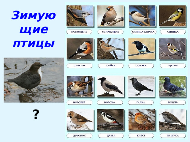 Зимующие птицы ? 