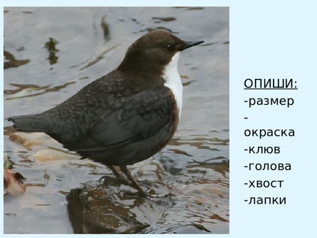 ОПИШИ: -размер -окраска -клюв -голова -хвост -лапки 