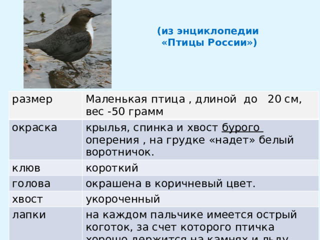  (из энциклопедии  «Птицы России») размер  Маленькая  птица , длиной до 20 см, вес -50 грамм окраска крылья, спинка и хвост бурого оперения , на грудке «надет» белый воротничок. клюв короткий голова окрашена в коричневый цвет. хвост укороченный лапки на каждом пальчике имеется острый коготок, за счет которого птичка хорошо держится на камнях и льду 