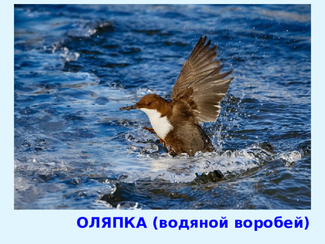 ОЛЯПКА (водяной воробей) 