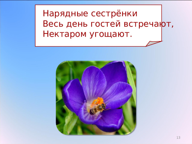  Нарядные сестрёнки  Весь день гостей встречают,  Нектаром угощают. 3 