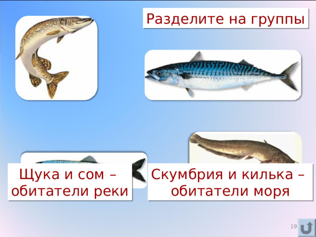 Разделите на группы Щука и сом – обитатели реки Скумбрия и килька – обитатели моря 16 