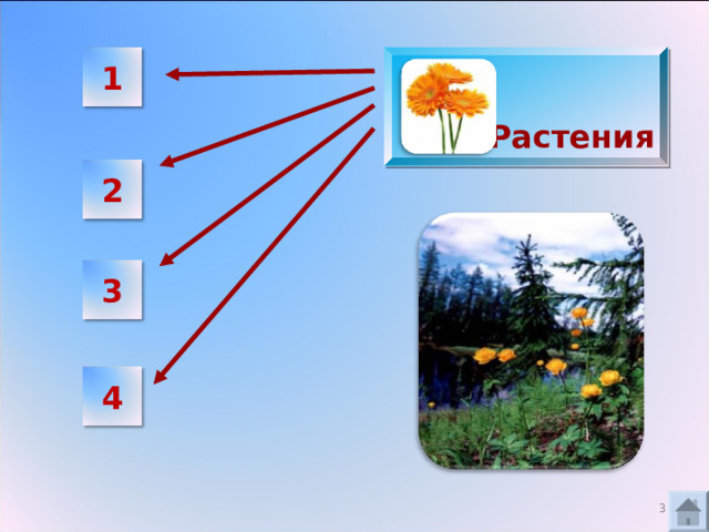  1 Растения 2 3 4 2 