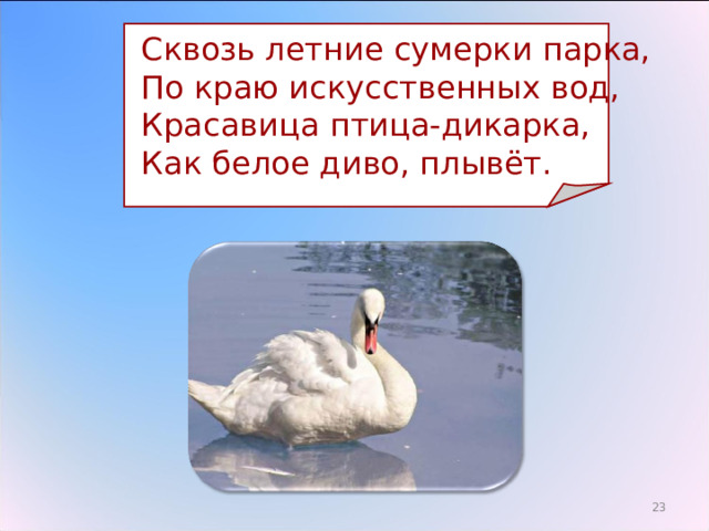  Сквозь летние сумерки парка,  По краю искусственных вод,  Красавица птица-дикарка,  Как белое диво, плывёт. 16 