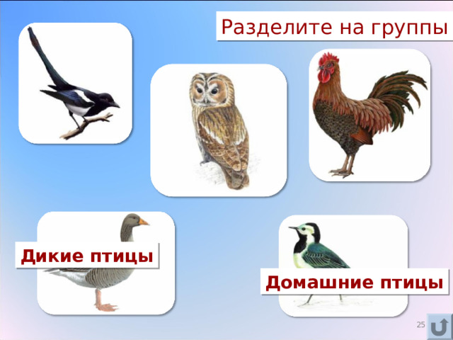 Разделите на группы Дикие птицы Домашние птицы 16 