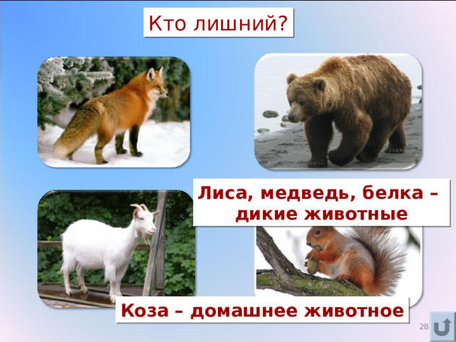 Кто лишний? Лиса, медведь, белка – дикие животные Коза – домашнее животное 16 