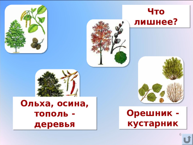 Что лишнее? Ольха, осина, тополь - деревья Орешник - кустарник 3 