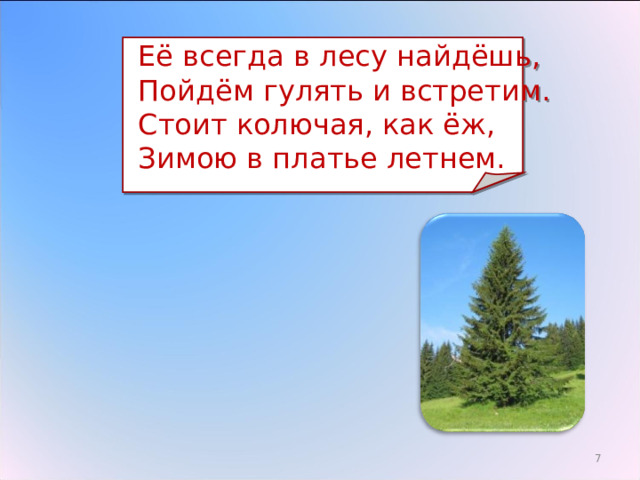  Её всегда в лесу найдёшь,  Пойдём гулять и встретим.  Стоит колючая, как ёж,  Зимою в платье летнем. 3 