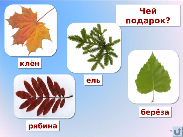 Чей подарок? клён ель берёза рябина 3 