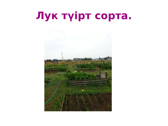 Лук түірт сорта. 
