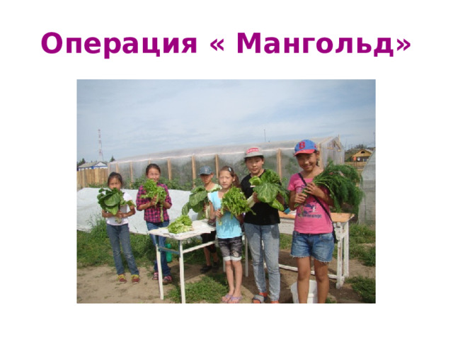 Операция « Мангольд» 