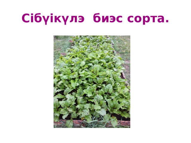 Сібүікүлэ биэс сорта. 