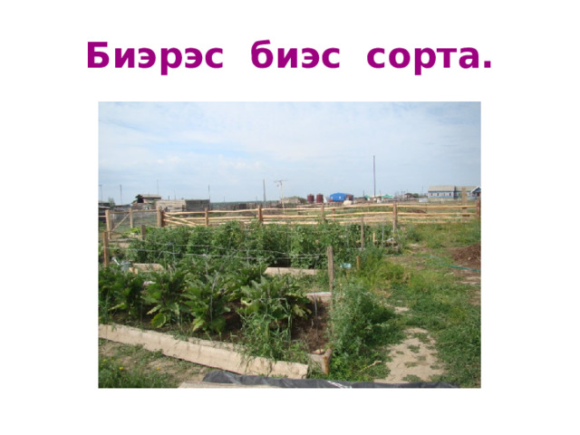 Биэрэс биэс сорта. 