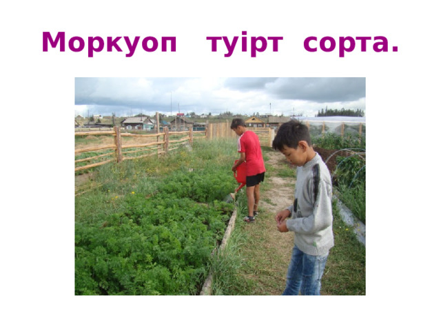 Моркуоп туірт сорта. 