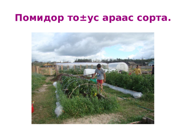 Помидор то±ус араас сорта . 
