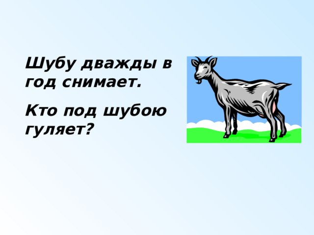 Шубу дважды в год снимает . Кто под шубою гуляет ? 