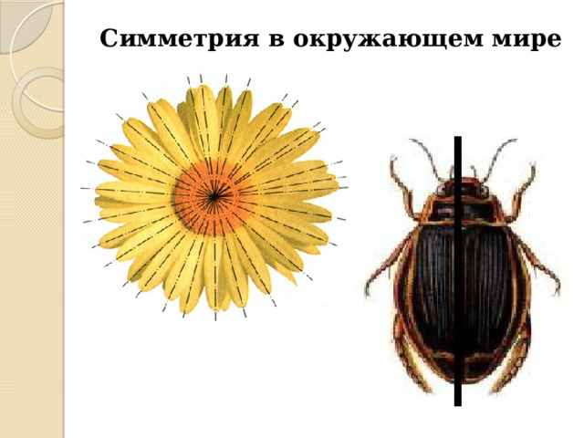 Симметрия в окружающем мире 