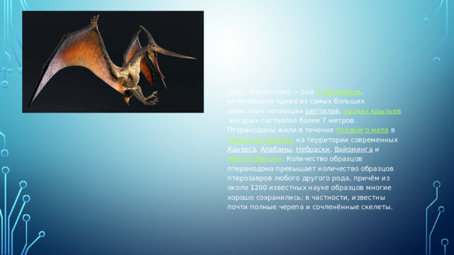 Птеранодон   ( лат.   Pteranodon ) — род  птерозавров , включающий одних из самых больших известных летающих  рептилий ,  размах крыльев  которых составлял более 7 метров. Птеранодоны жили в течение  позднего мела  в  Северной Америке  на территории современных  Канзаса ,  Алабамы ,  Небраски ,  Вайоминга  и  Южной Дакоты . Количество образцов птеранодона превышает количество образцов птерозавров любого другого рода, причём из около 1200 известных науке образцов многие хорошо сохранились; в частности, известны почти полные черепа и сочленённые скелеты.  