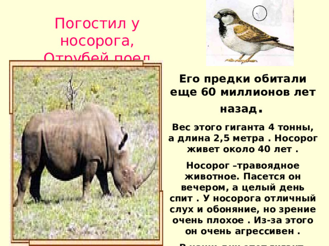 Погостил у носорога, Отрубей поел немного. . Его предки обитали еще 60 миллионов лет назад .  Вес этого гиганта 4 тонны, а длина 2,5 метра . Носорог живет около 40 лет . Носорог –травоядное животное. Пасется он вечером, а целый день спит . У носорога отличный слух и обоняние, но зрение очень плохое . Из-за этого он очень агрессивен . В наши дни этот гигант находится на грани вымирания ! ! 