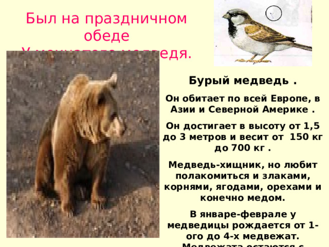 Был на праздничном обеде У мохнатого медведя. . Бурый медведь . Он обитает по всей Европе, в Азии и Северной Америке . Он достигает в высоту от 1,5 до 3 метров и весит от 150 кг до 700 кг . Медведь-хищник, но любит полакомиться и злаками, корнями, ягодами, орехами и конечно медом. В январе-феврале у медведицы рождается от 1-ого до 4-х медвежат. Медвежата остаются с матерью до года .  