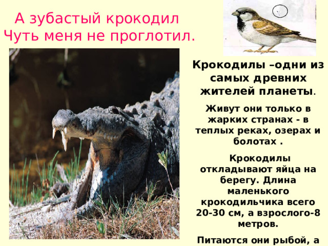 А зубастый крокодил Чуть меня не проглотил. Крокодилы –одни из самых древних жителей планеты . Живут они только в жарких странах - в теплых реках, озерах и болотах .  Крокодилы откладывают яйца на берегу. Длина маленького крокодильчика всего 20-30 см, а взрослого-8 метров. Питаются они рыбой, а также охотятся на других животных . 